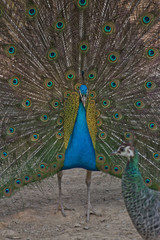 Naklejka premium Pavone