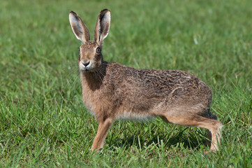 Running Hare