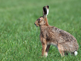 Squatting Hare