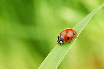 ladybug on grass