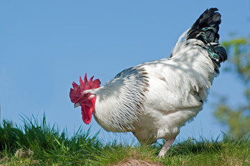 Light Sussex Cockerel