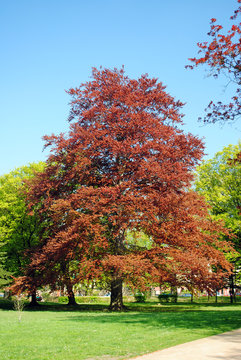 Prachtvolle Rotbuche im Stadtpark
