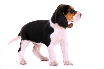 stehender Beagle Welpe hoch schauend