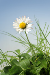 gänseblümchen © Tom Bayer