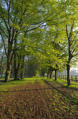 Obraz premium Allee