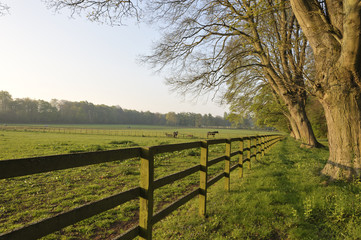 Pferdeweiden