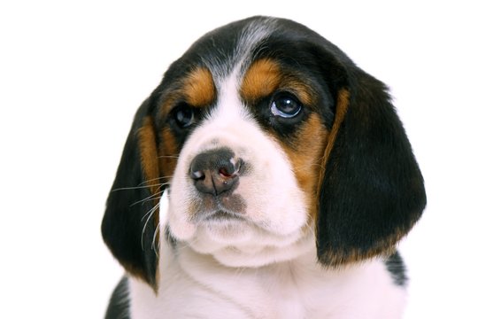 Beagle Welpe Portrait