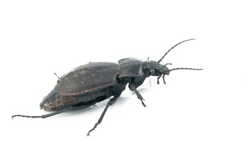 Beetle