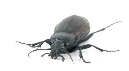 Beetle