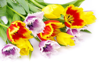 tulips