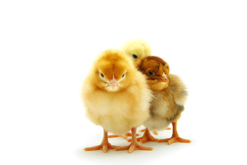 Fototapeta premium chicken