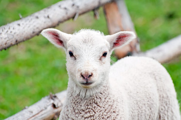 Cute Lamb © Jan S.