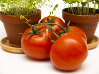 kiść pomidorów