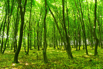 Obraz premium forest