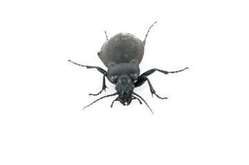 Beetle