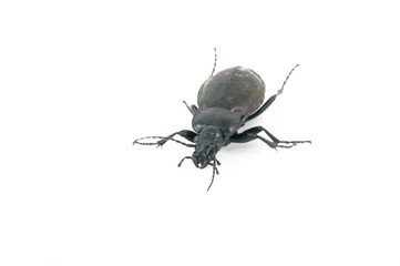 Beetle