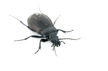 Beetle