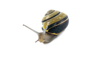Snail