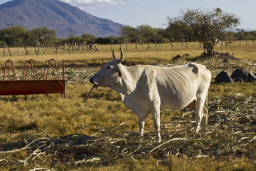 cow in the field
