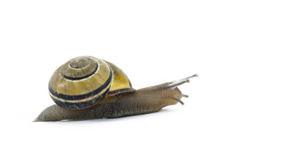 Snail