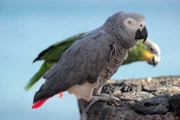 loros aves domesticas mascotas