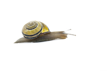 Snail