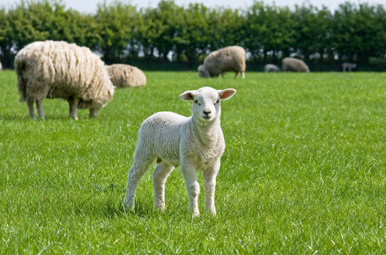 Lamb looking at you - horizontal composition