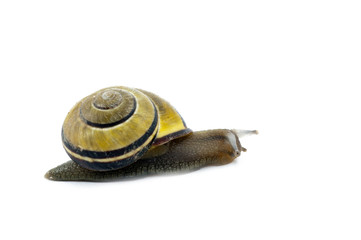 Snail