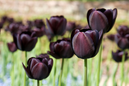 Group of black (dark purple) tulips - forground focus