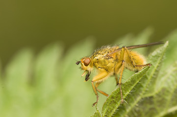Scathophaga