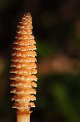 Equisetum