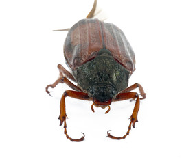 Beetle