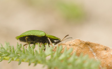 Cassida rubiginosa