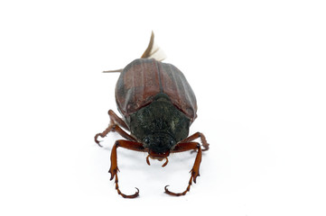 Beetle