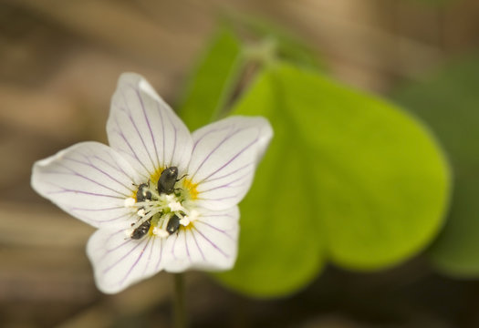 Oxalis Acetosella