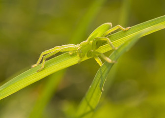 Micrommata virescens