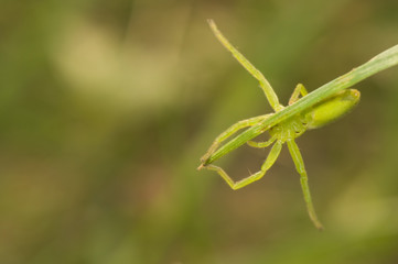 Micrommata virescens