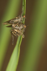 Empididae