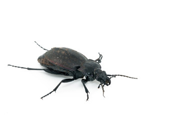 Beetle