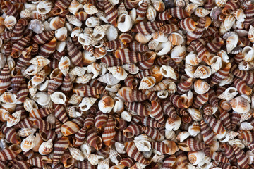 sea shells background