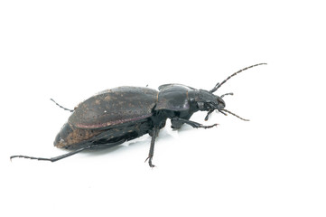 Beetle