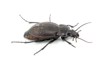 Beetle