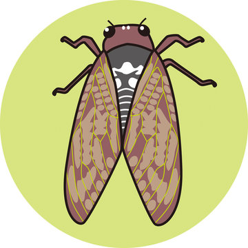 cicada