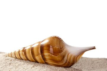 Golden Seashell