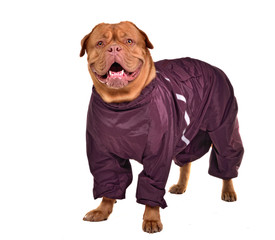 Smiling dog dressed with wine red raincoat isolated