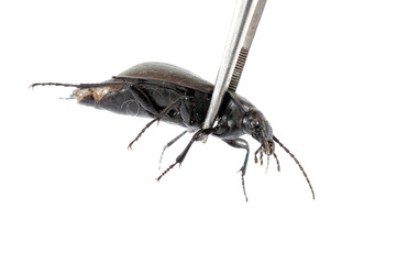 Beetle