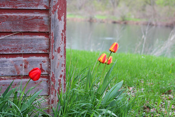 Rustic Barn with Tulips