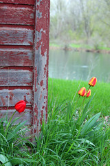 Rustic Barn with Tulips