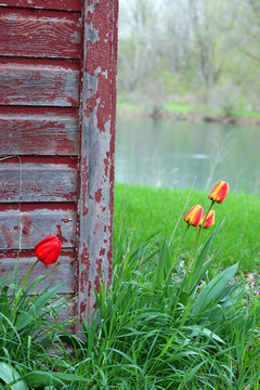 Rustic Barn with Tulips