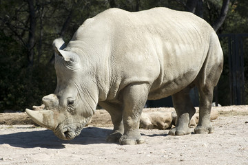 Obraz premium rhinocéros